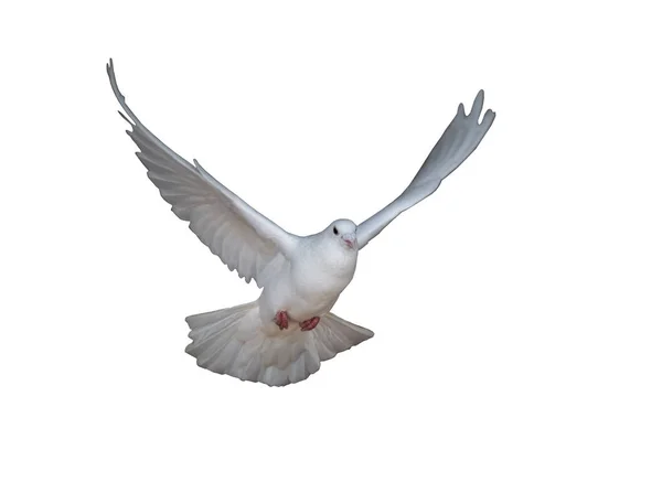 White Dove Flying Isolated White — Stock Photo, Image