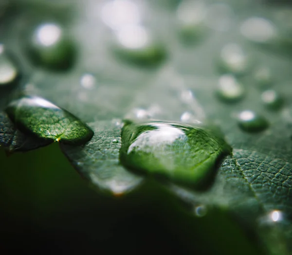 Gota Agua Hoja Verde Macro Frescura —  Fotos de Stock