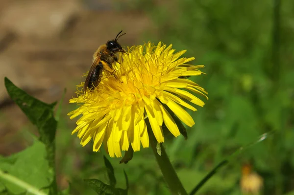Μέλισσα Κίτρινο Πικραλίδα — Φωτογραφία Αρχείου