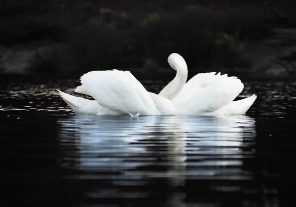 Пара Білих Лебедів Красивій Фігурі Фоні Темного Озера Красивим Відображенням — стокове фото