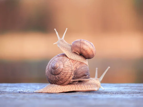 Escargots Petits Assis Grande Regardant Gauche — Photo