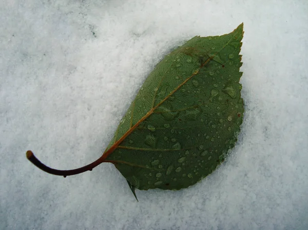 Πράσινο Φύλλο Στο Χιόνι Σταγόνες Νερό Αυτό — Φωτογραφία Αρχείου