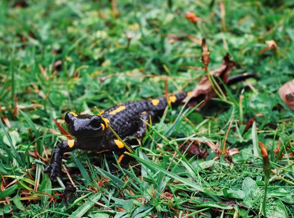 Salamandra Carpatian 산에서 잔디에서 — 스톡 사진