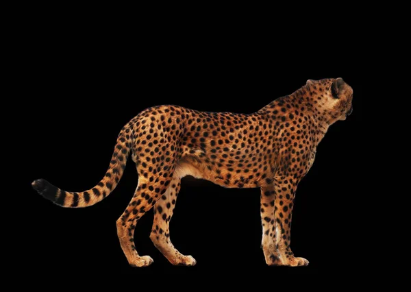 Cheetah Manchado Isolado Preto — Fotografia de Stock