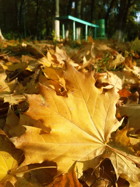 Yellow Maple Leaf Park Ground — Stock Photo, Image