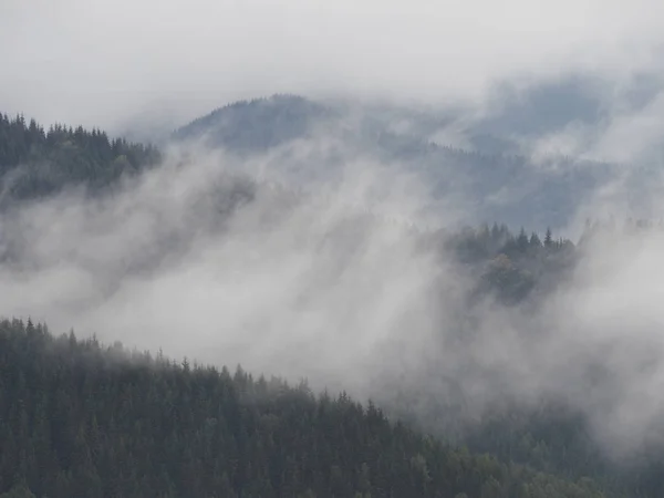 Карпатские Горы Туман Туман Сосновом Лесу — стоковое фото