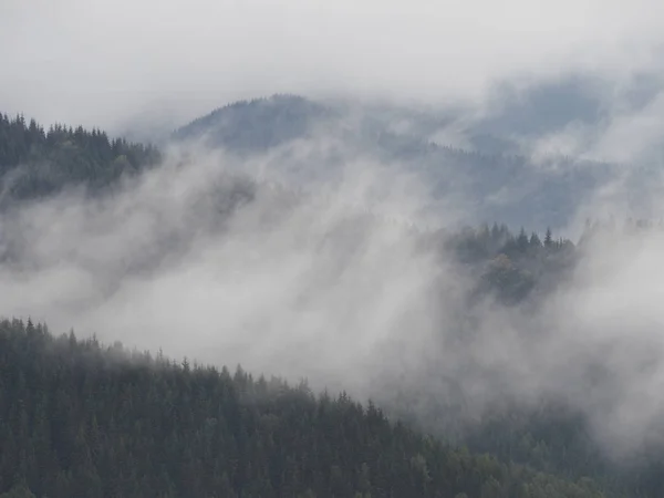 Carpatian mountains fog and mist at the pine forest 