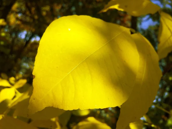 Folha Outono Amarelo Sol — Fotografia de Stock