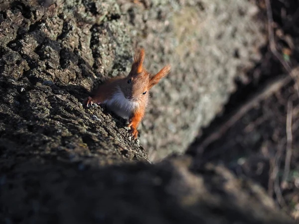 Esquilo Bonito Vermelho Piloto Árvore — Fotografia de Stock