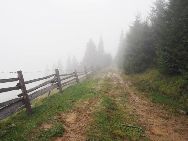 Carpatian Mountains Fog Mist Pine Forest — Stock Photo, Image