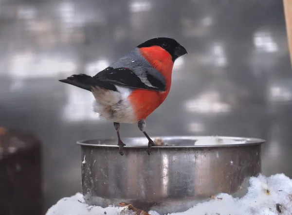 Bullfinch Sentado Placa Metal Com Neve — Fotografia de Stock