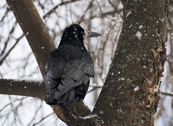 Zwarte Raaf Zitten Aan Boom Sneeuwval — Stockfoto