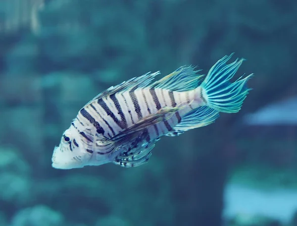 Fish Pterois Volitans Deep Blue Ocean Close — Stock Photo, Image