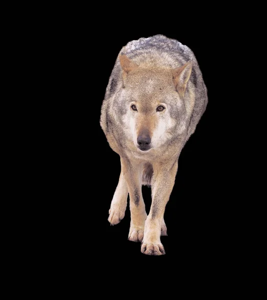 Λύκος Τρέχει Γκρι Πλήρες Μέγεθος Χαριτωμένο — Φωτογραφία Αρχείου