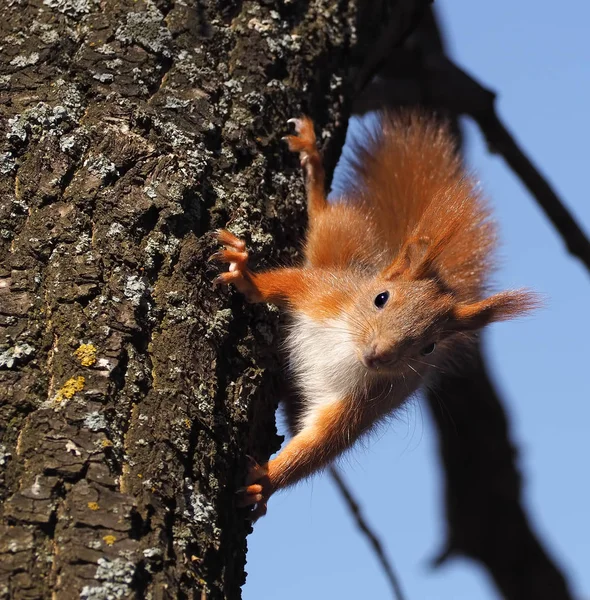 Esquilo Bonito Vermelho Árvore Olhando Para Câmera — Fotografia de Stock