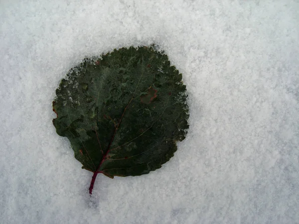 Green Leaf First Sno — Stock Photo, Image