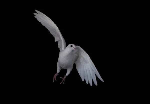 White Dove Flying Turning Left Isolated Black — Stock Photo, Image