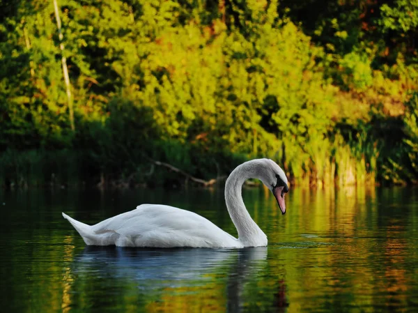 白色天鹅 Sweaming 在美丽的湖 — 图库照片