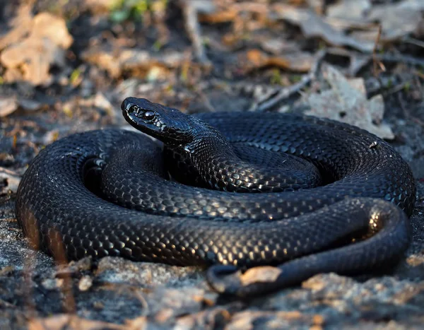 Negro Serpiente Peligrosa Bosque Las Hojas Acurrucadas Una Bola —  Fotos de Stock