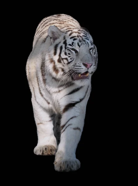 Белый Тигр Panthera Tigris Bengalensis Ходьба Изолированы Черном — стоковое фото