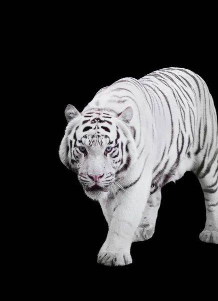 Koca kaplan Panthera tigris bengalensis ihbarı izole yürüyüş beyaz