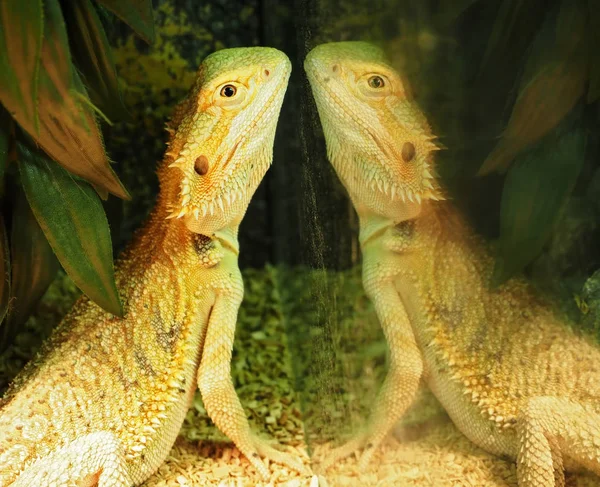 Lizard Zijn Spiegelbeeld Spiegel — Stockfoto