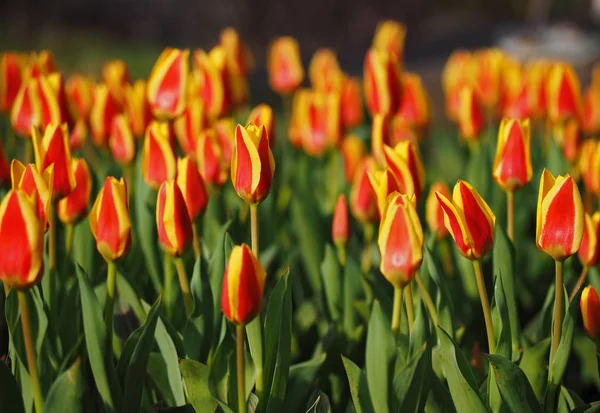 Czerwony Tulipan Żółty Ogrodzie Zbliżenie — Zdjęcie stockowe
