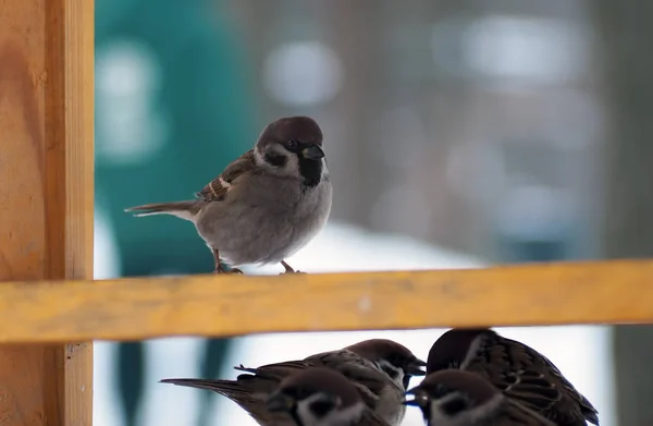 Sparrow Rei Sobre Outros — Fotografia de Stock