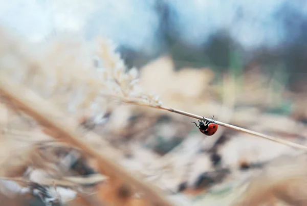 Coccinella Nelle Forze Speciali — Foto Stock