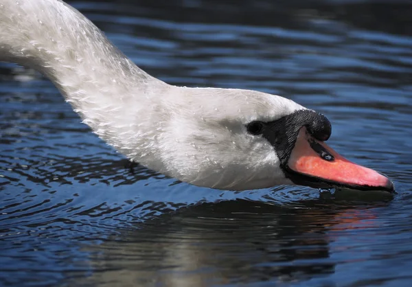 Swan Beber Água Perto — Fotografia de Stock