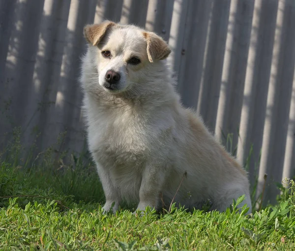 Lindo Cachorro Hierba —  Fotos de Stock