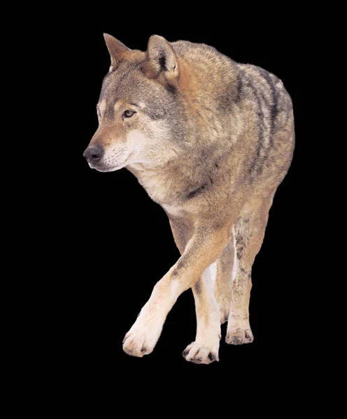 Wolf Futó Szürke Teljes Méretű Aranyos — Stock Fotó