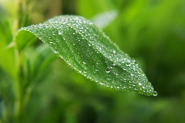 Σταγόνες Νερού Στο Πράσινο Φύλλο Μετά Βροχή — Φωτογραφία Αρχείου