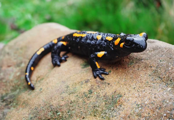 Salamandra Pedra Grama Verde Nas Montanhas Carpatian — Fotografia de Stock