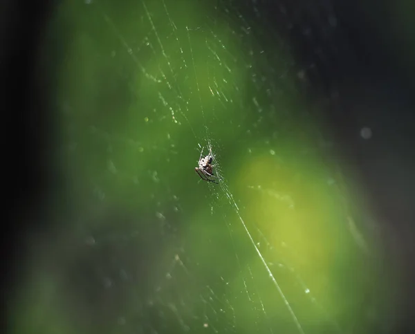坐在空中的网中的蜘蛛 — 图库照片
