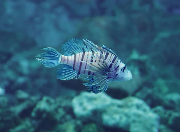 Рыба Pterois Volitans Глубокого Синего Океана Близко — стоковое фото