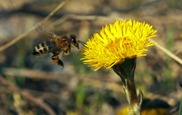 Fly Μέλισσα Κίτρινο Λουλούδι — Φωτογραφία Αρχείου