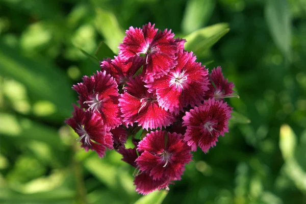 Dianthus Barbatus Rosa Und Rot — Stockfoto