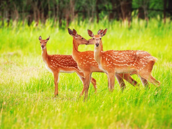 Rehe Gras Auf Der Wiese — Stockfoto