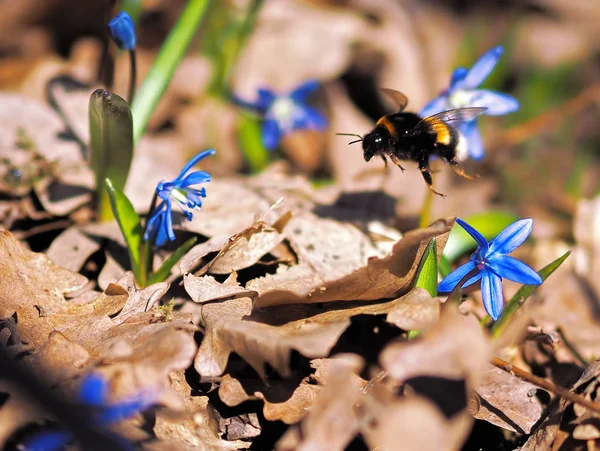 Bumble Bee Snowdrops Spring — Stock Photo, Image