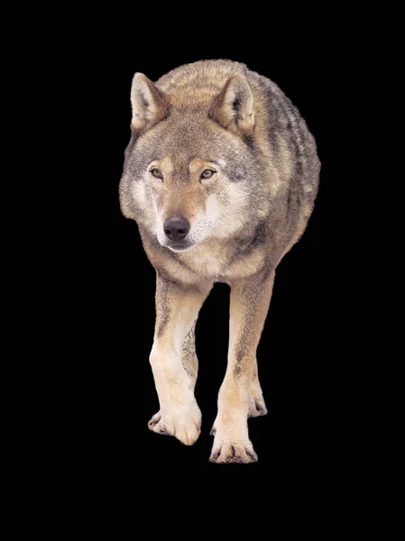 Lobo Corriendo Gris Tamaño Completo Lindo — Foto de Stock