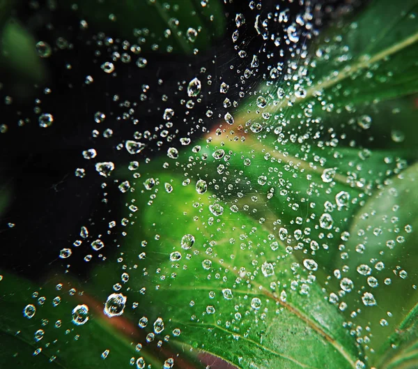 Σταγόνες Νερού Στο Καθαρό Στον Αέρα Φύλλα Spyder Κοντινό Κάτοψη — Φωτογραφία Αρχείου