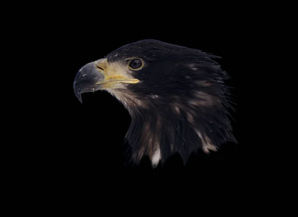 Eagle Head Portrait Isolated Black — Stock Photo, Image