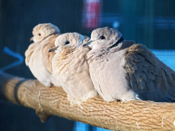 Duvor Exotiska Sitter Grenen Solen — Stockfoto