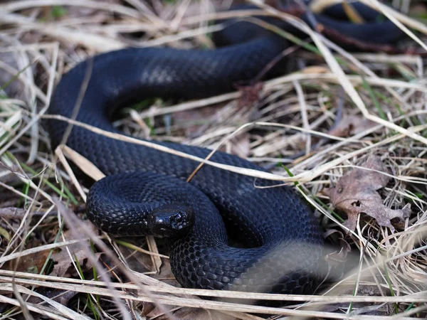 Black Snake Hiding Grass Sun Dark Red Eyes — Stock Photo, Image