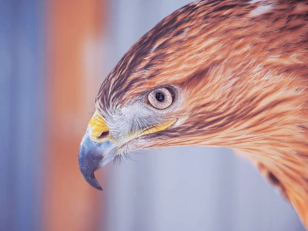 Eagle Bruin Ernstige Hoofd Close — Stockfoto