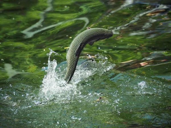 Fish trout jumping from the green water cool