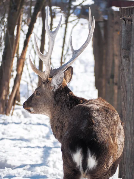 Herten Het Besneeuwde Bos Zon Close — Stockfoto