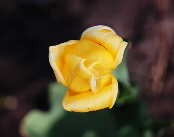 Tulipán Amarillo Cerrado Hierba —  Fotos de Stock