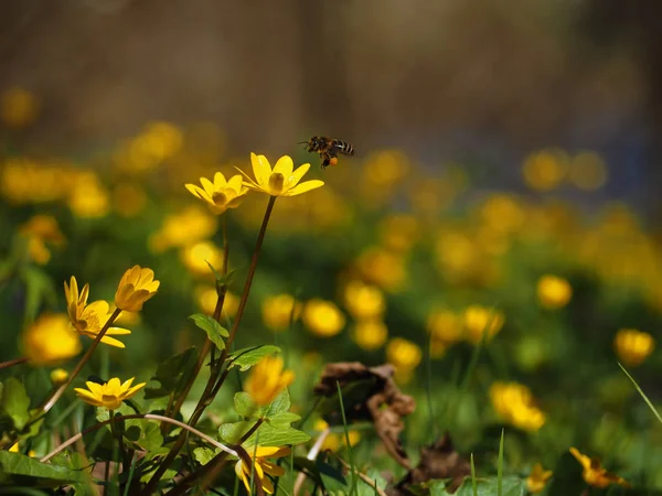 太陽の草原で明るい黄色い花に飛んでいる蜂 — ストック写真